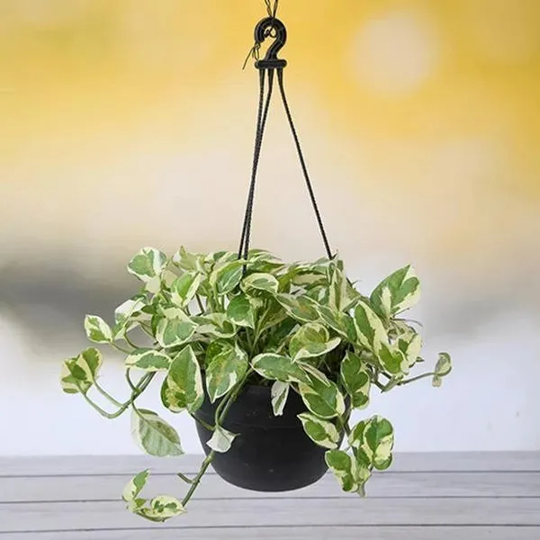 Money_Plant_(Hybrid,_Pack_of_1)
