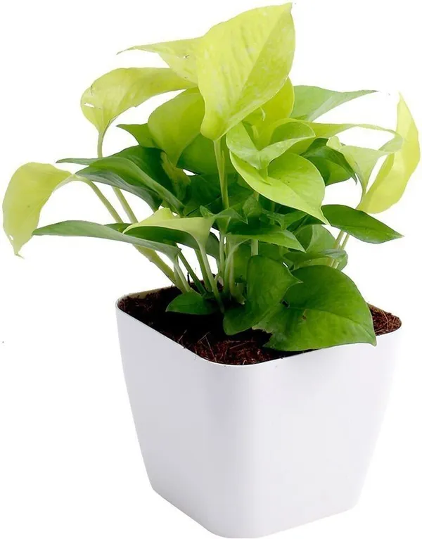 Money_Plant_(Hybrid,_Pack_of_1)