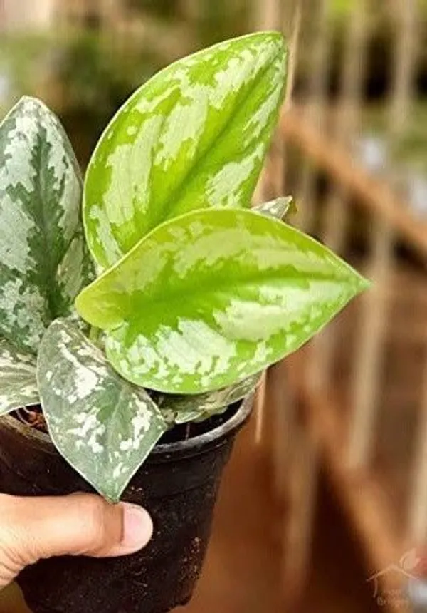 Money_Plant_(Hybrid,_Pack_of_1)