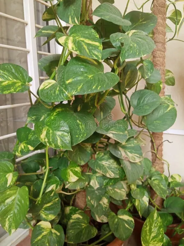 Money_Plant_(Hybrid,_Pack_of_1)