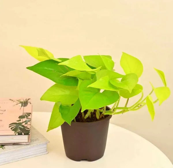 Money_Plant_(Hybrid,_Pack_of_1)