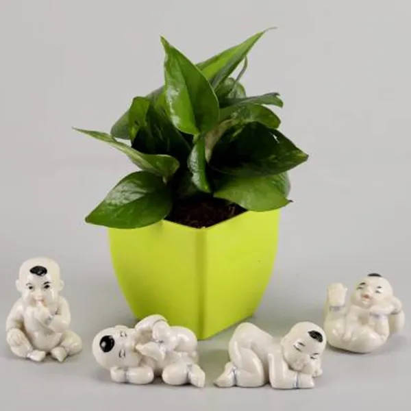 Money_Plant_(Hybrid,_Pack_of_1)