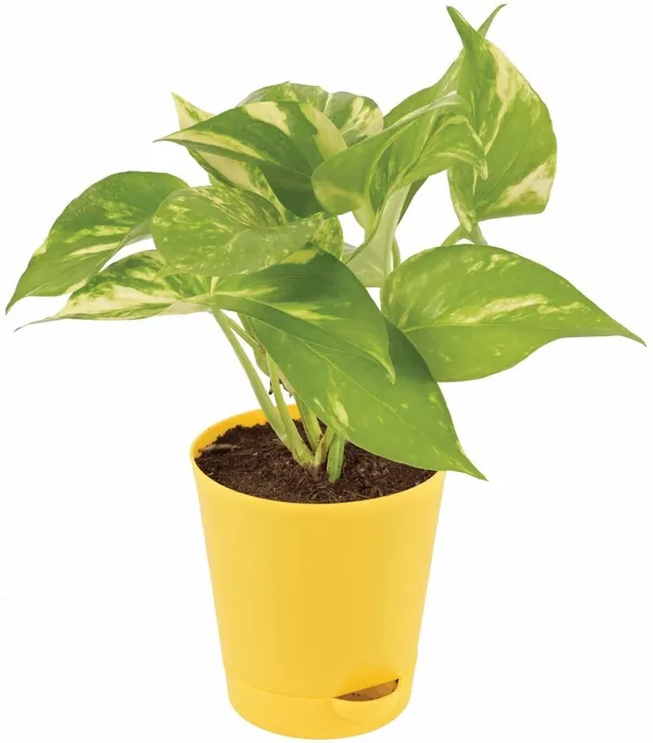 Money_Plant_(Hybrid,_Pack_of_1)