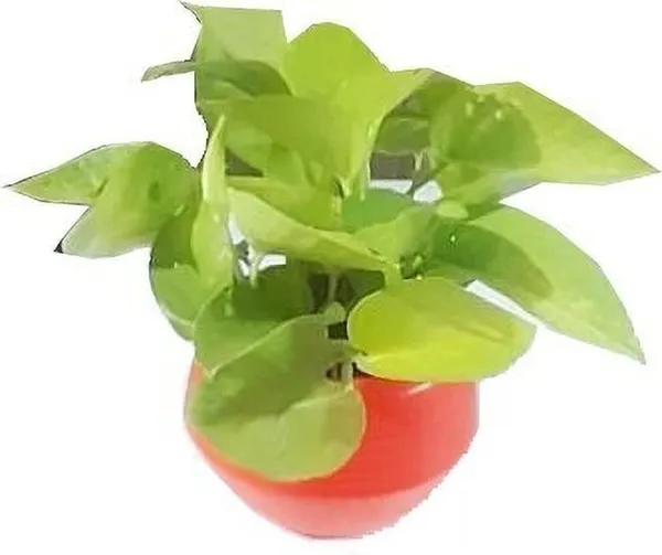 Money_Plant_(Hybrid,_Pack_of_1)