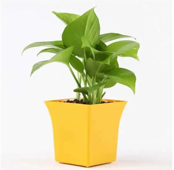 Money_Plant_(Hybrid,_Pack_of_1)