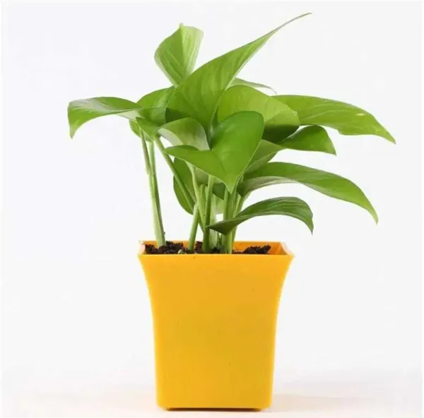 Money_Plant_(Hybrid,_Pack_of_1)