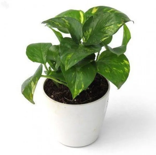 Money_Plant_(Hybrid,_Pack_of_1)