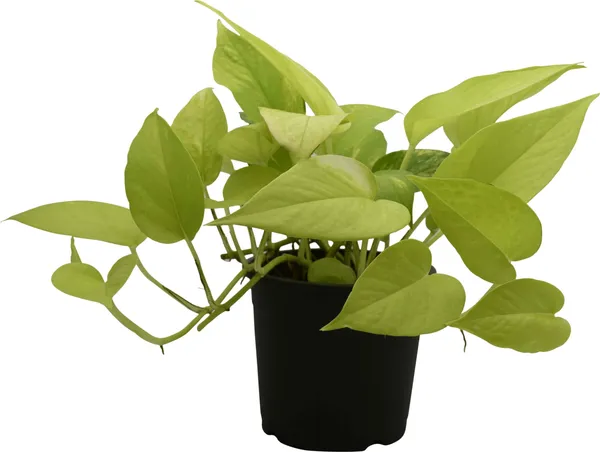 Golden_Money_Plant_(Hybrid,_Pack_of_1)