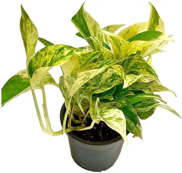 Money_Plant_(Hybrid,_Pack_of_1)