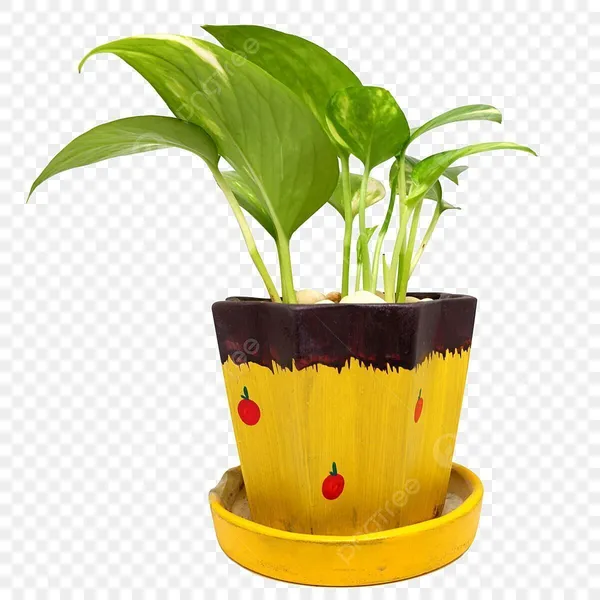Money_Plant_(Hybrid,_Pack_of_1)