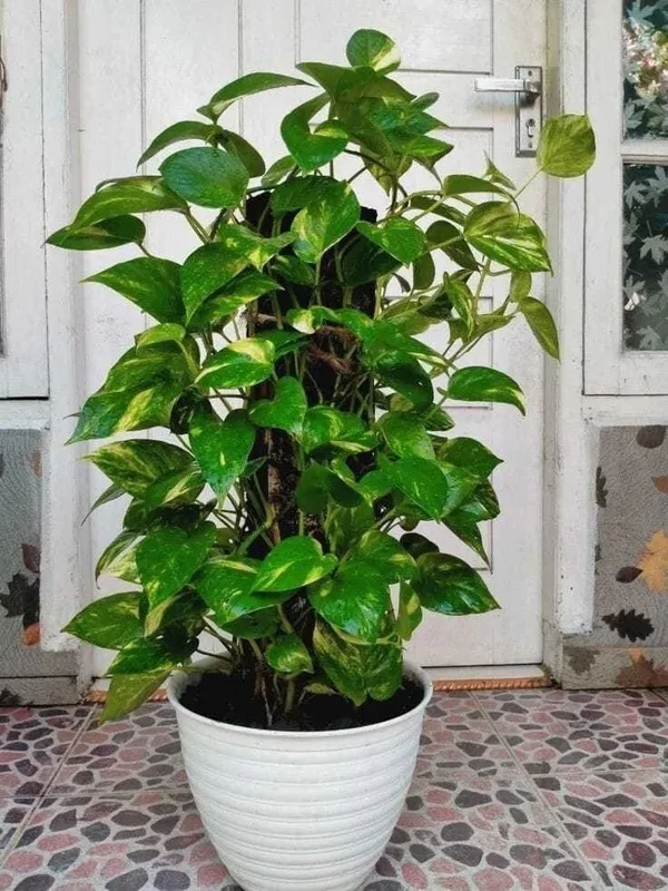 Money_Plant_(Hybrid,_Pack_of_1)