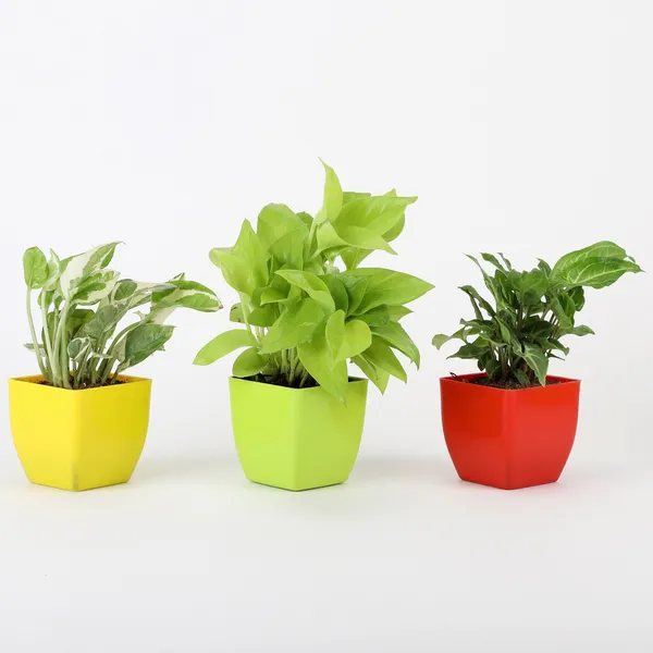 Money_Plant_(Hybrid,_Pack_of_1)