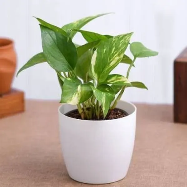 Money_Plant_(Hybrid,_Pack_of_1)