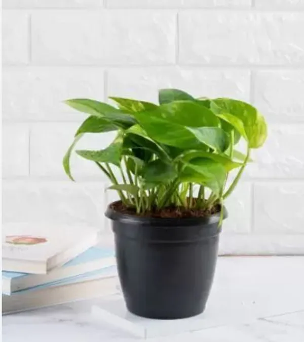 Money_Plant_(Hybrid,_Pack_of_1)