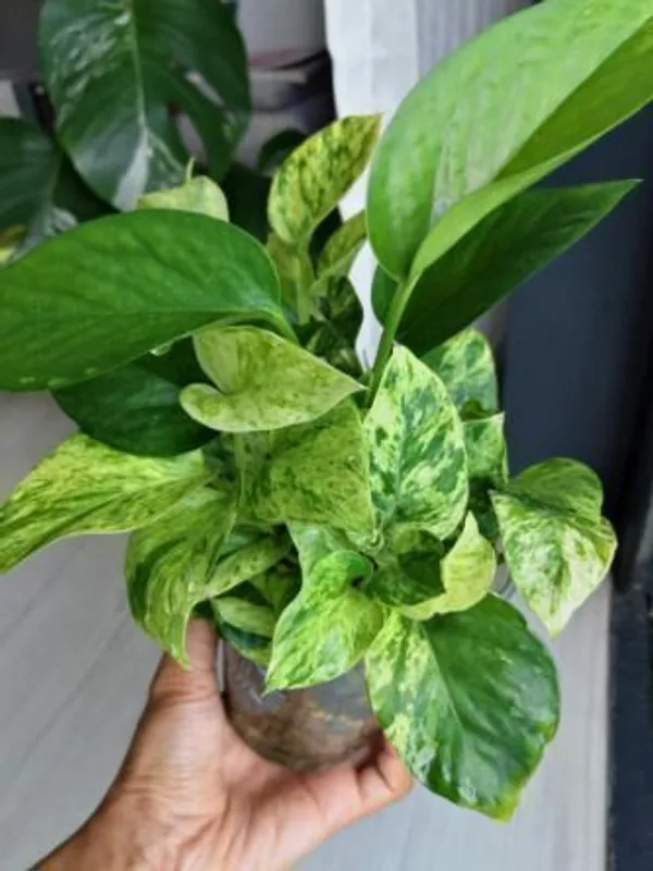 Money_Plant_(Hybrid,_Pack_of_1)