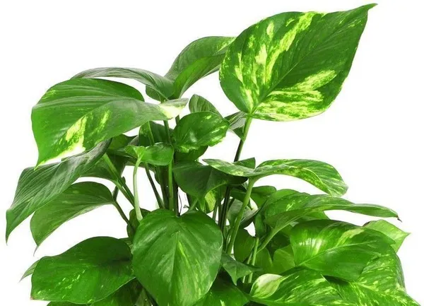 Money_Plant_(Hybrid,_Pack_of_1)
