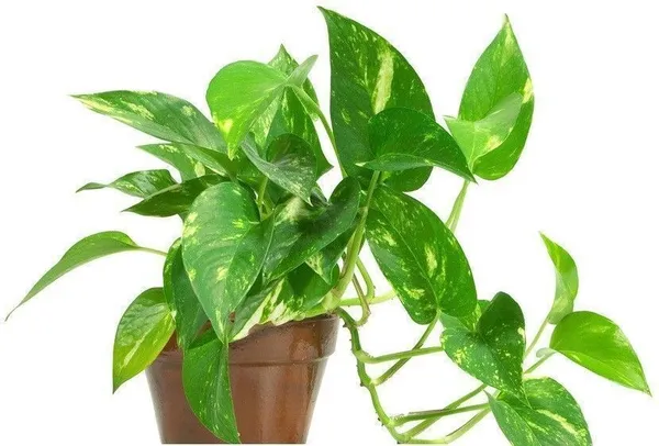Money_Plant_(Hybrid,_Pack_of_1)