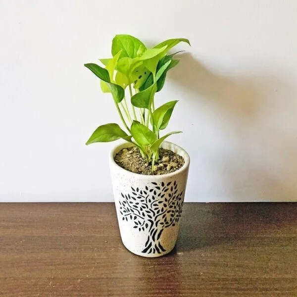 Money_Plant_(Hybrid,_Pack_of_1)