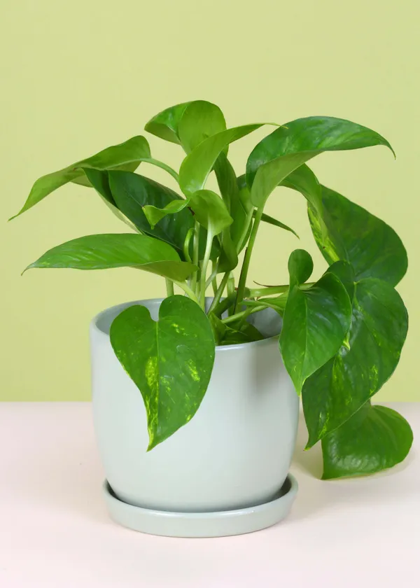 Money_Plant_(Hybrid,_Pack_of_1)