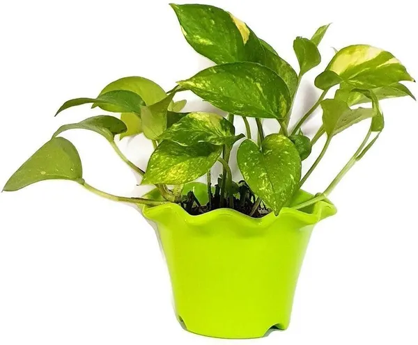 Money_Plant_(Hybrid,_Pack_of_1)