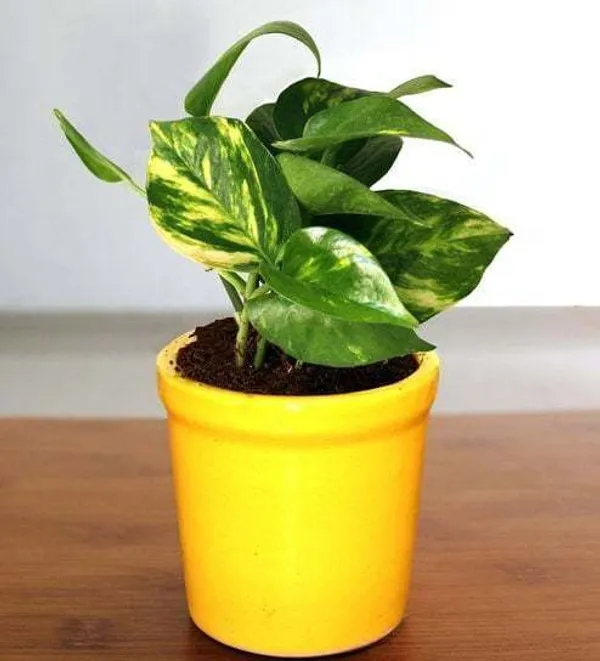 Money_Plant_(Hybrid,_Pack_of_1)