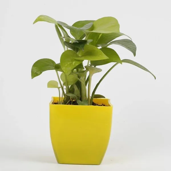 Money_Plant_(Hybrid,_Pack_of_1)