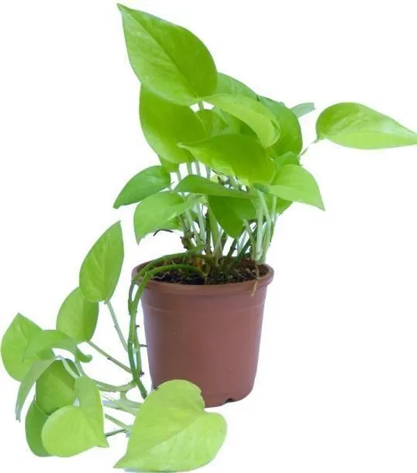 Money_Plant_(Hybrid,_Pack_of_1)