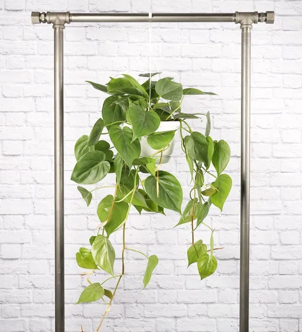 Money_Plant_(Hybrid,_Pack_of_1)
