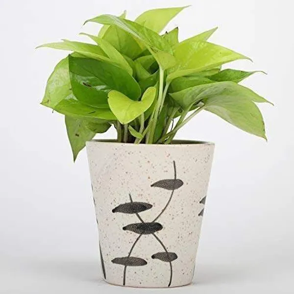 Money_Plant_(Hybrid,_Pack_of_1)