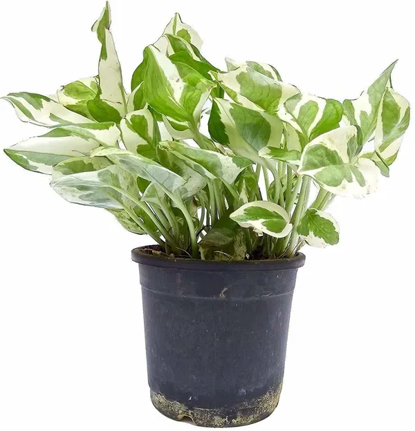 Money_Plant_(Hybrid,_Pack_of_1)