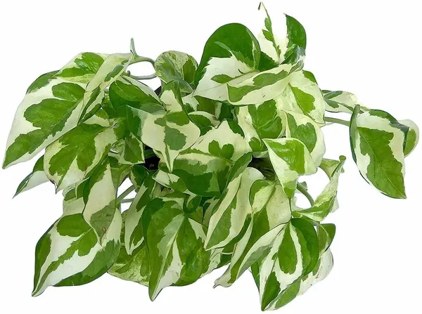 Money_Plant_(Hybrid,_Pack_of_1)