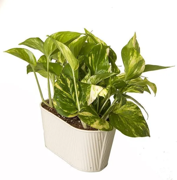 Money_Plant_(Hybrid,_Pack_of_1)
