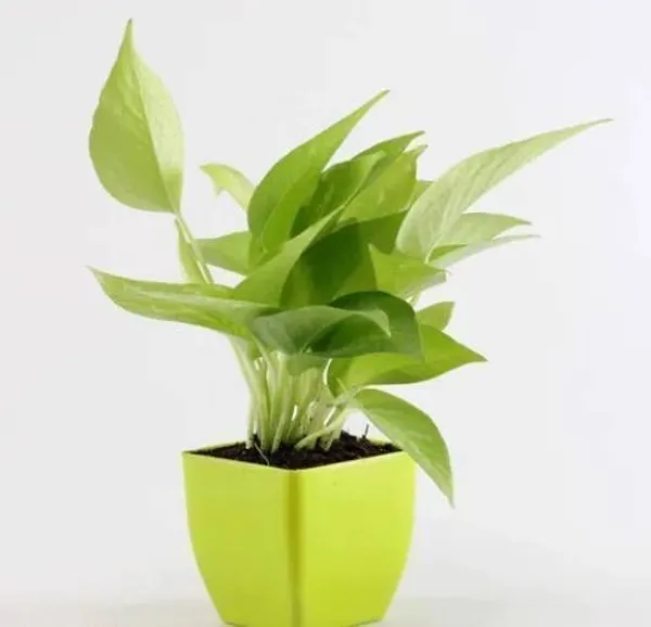 Money_Plant_(Hybrid,_Pack_of_1)