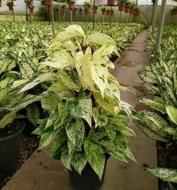 Money_Plant_(Hybrid,_Pack_of_1)