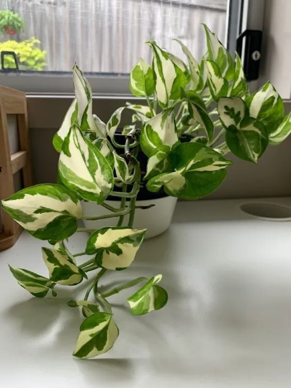 Money_Plant_(Hybrid,_Pack_of_1)