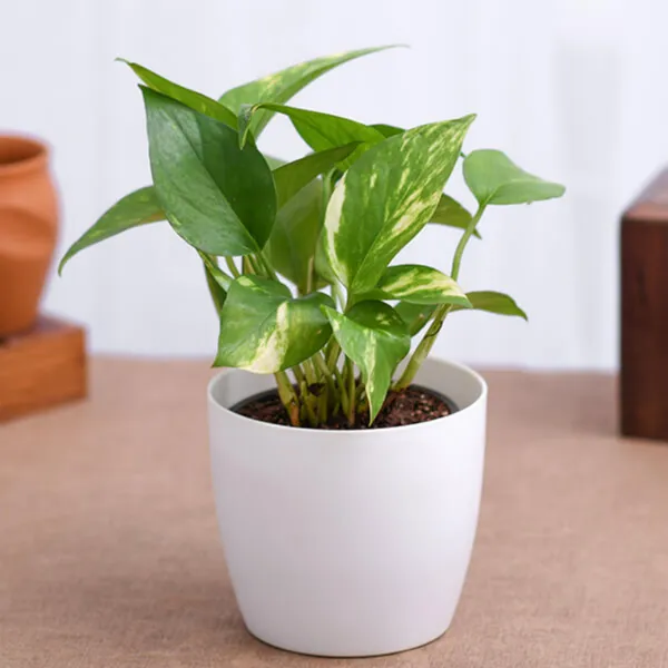 Money_Plant_(Hybrid,_Pack_of_1)