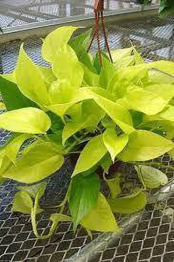 Money_Plant_(Hybrid,_Pack_of_1)