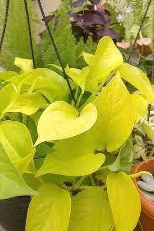 Money_Plant_(Hybrid,_Pack_of_1)