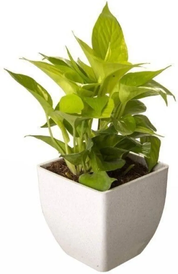 Money_Plant_(Hybrid,_Pack_of_1)