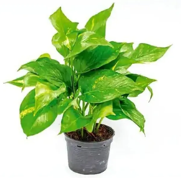 Money_Plant_(Hybrid,_Pack_of_1)