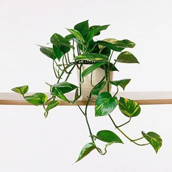 Money_Plant_(Hybrid,_Pack_of_1)