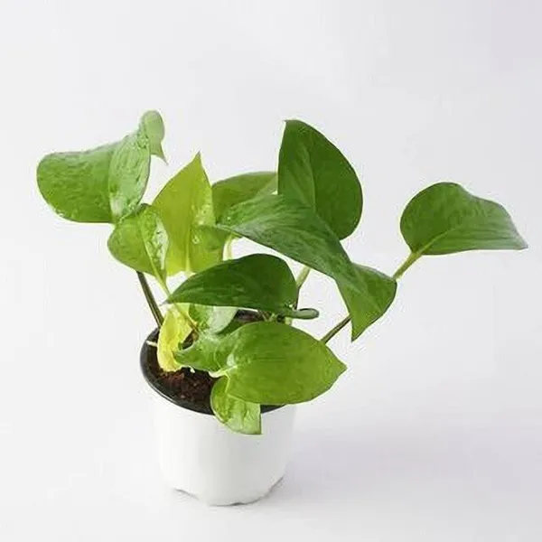 Money_Plant_(Hybrid,_Pack_of_1)
