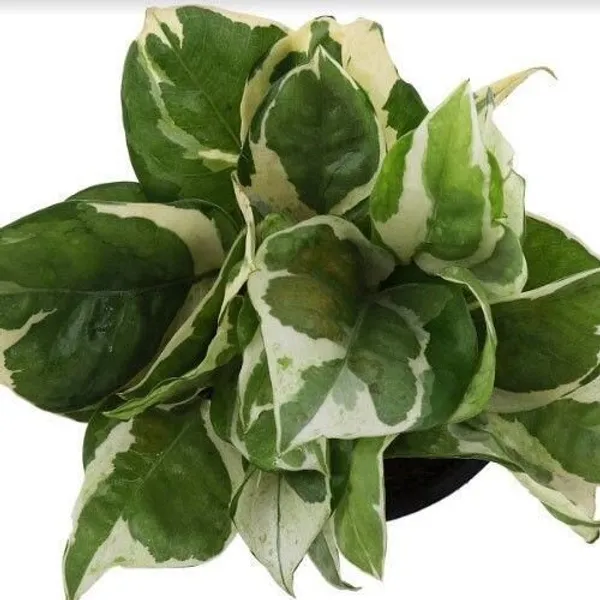 Money_Plant_(Hybrid,_Pack_of_1)