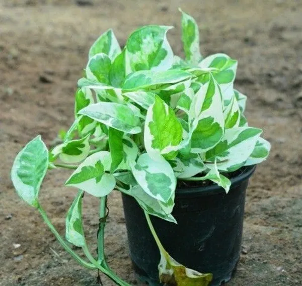 Money_Plant_(Hybrid,_Pack_of_1)
