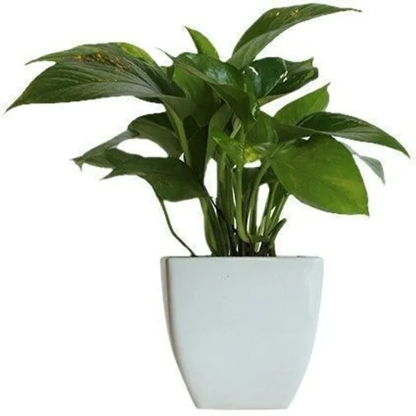 Money_Plant_(Hybrid,_Pack_of_1)
