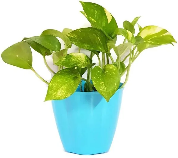 Money_Plant_(Hybrid,_Pack_of_1)