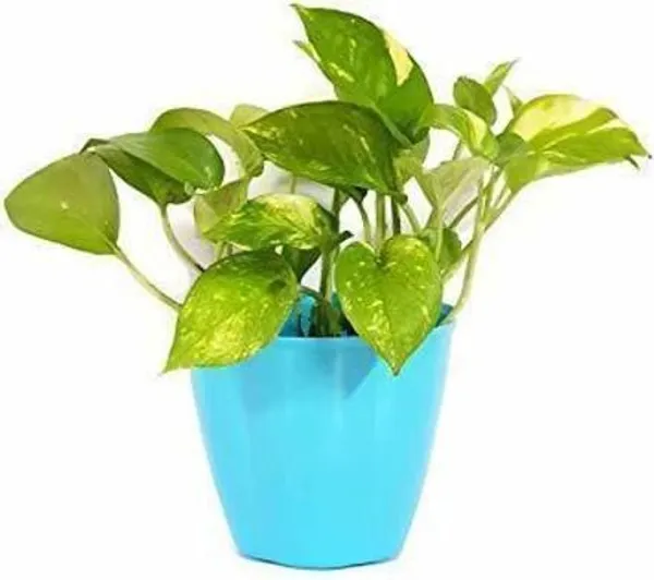 Money_Plant_(Hybrid,_Pack_of_1)