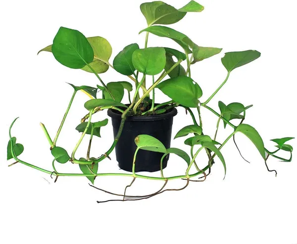 Money_Plant_(Hybrid,_Pack_of_1)
