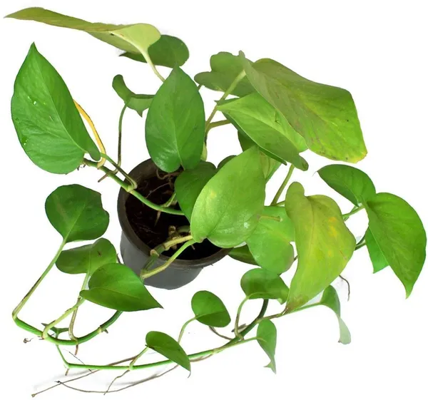 Money_Plant_(Hybrid,_Pack_of_1)