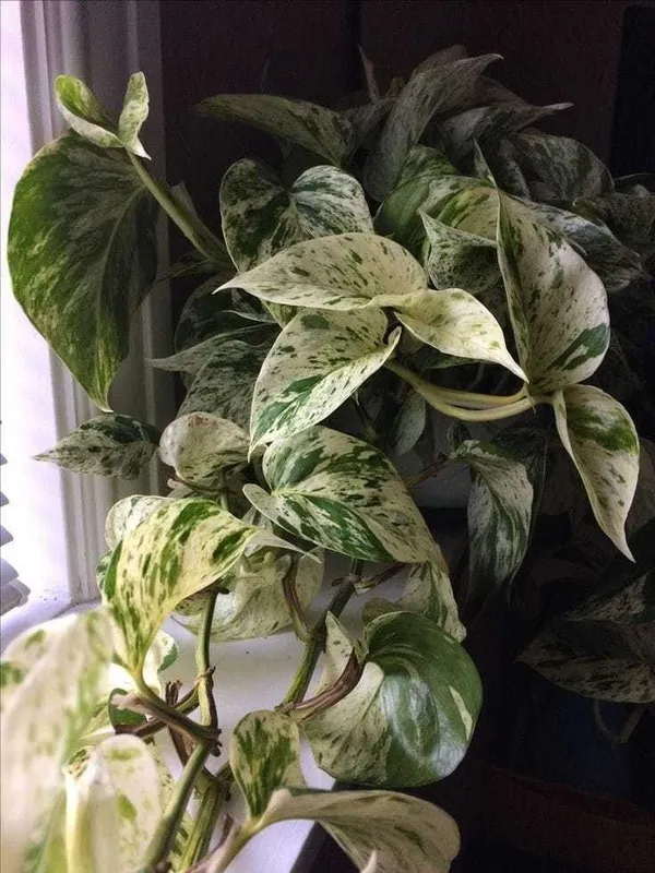 Money_Plant_(Hybrid,_Pack_of_1)